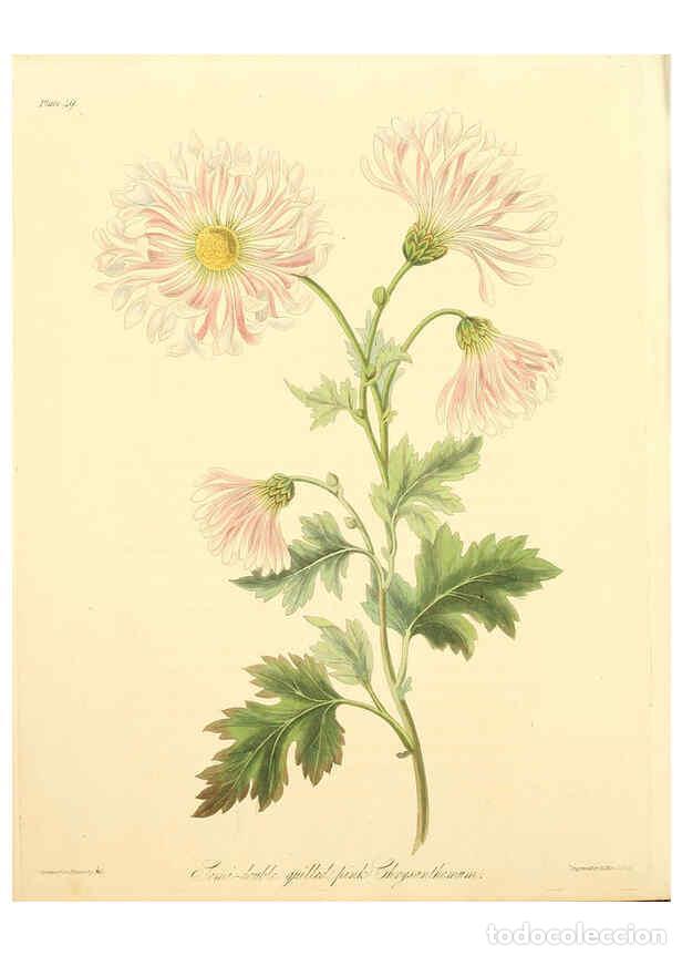 Collectionnisme de Revues et Journaux: Reproducci&oacute;n/Reproduction 6048971385: Floral illustrations of the seasons London,Robert Havell,1831