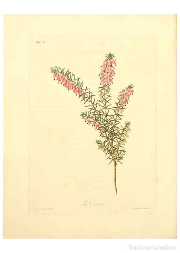 Collectionnisme de Revues et Journaux: Reproducci&oacute;n/Reproduction 6049525916: Floral illustrations of the seasons London,Robert Havell,1831