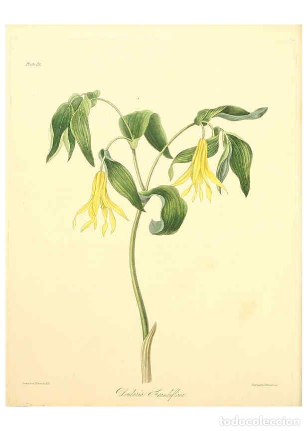 Collectionnisme de Revues et Journaux: Reproducci&oacute;n/Reproduction 6049527002: Floral illustrations of the seasons London,Robert Havell,1831