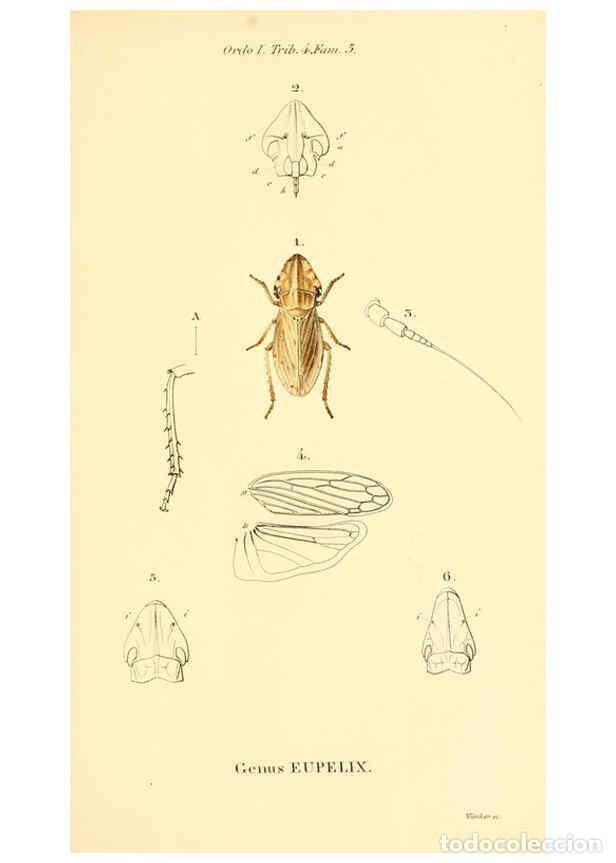 Collectionnisme de Revues et Journaux: Reproducci&oacute;n/Reproduction 6049323559: Genera qu&aelig;dam insectorum. Iconibus illustravit et descripsit H