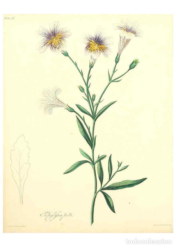 Collectionnisme de Revues et Journaux: Reproducci&oacute;n/Reproduction 6048975441: Floral illustrations of the seasons London,Robert Havell,1831