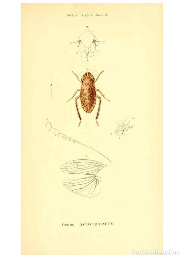 Collectionnisme de Revues et Journaux: Reproducci&oacute;n/Reproduction 6049325199: Genera qu&aelig;dam insectorum. Iconibus illustravit et descripsit H