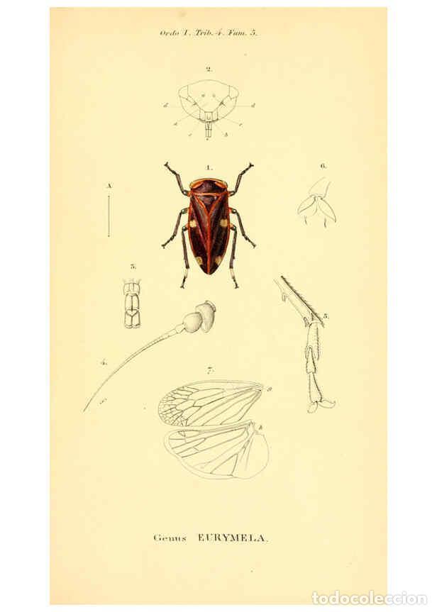 Collectionnisme de Revues et Journaux: Reproducci&oacute;n/Reproduction 6049879826: Genera qu&aelig;dam insectorum. Iconibus illustravit et descripsit H