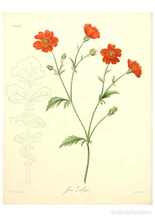 Collectionnisme de Revues et Journaux: Reproducci&oacute;n/Reproduction 6049530008: Floral illustrations of the seasons London,Robert Havell,1831