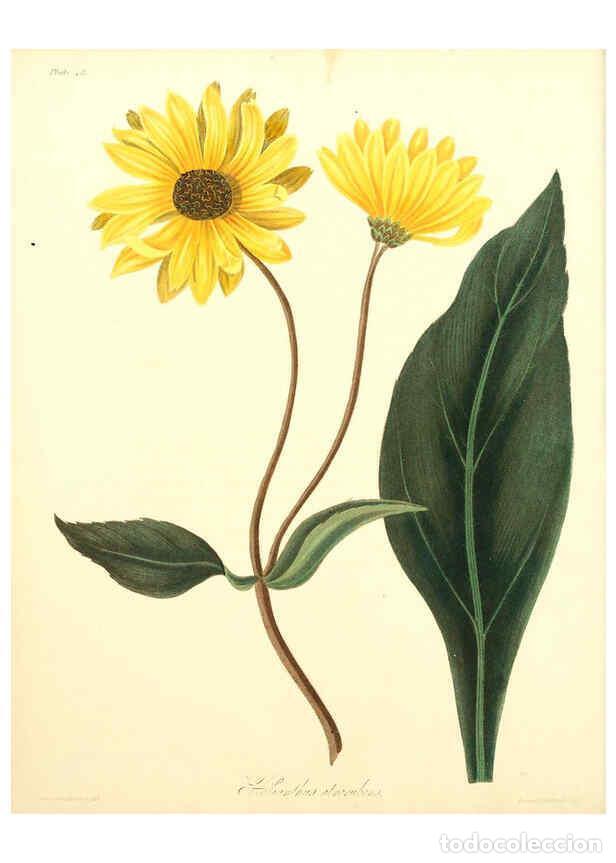 Collectionnisme de Revues et Journaux: Reproducci&oacute;n/Reproduction 6049531308: Floral illustrations of the seasons London,Robert Havell,1831