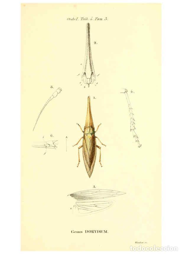 Collectionnisme de Revues et Journaux: Reproducci&oacute;n/Reproduction 6049875854: Genera qu&aelig;dam insectorum. Iconibus illustravit et descripsit H