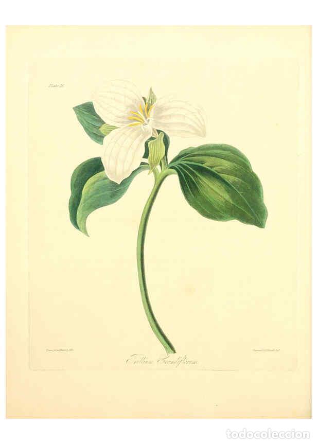 Collectionnisme de Revues et Journaux: Reproducci&oacute;n/Reproduction 6049527946: Floral illustrations of the seasons London,Robert Havell,1831