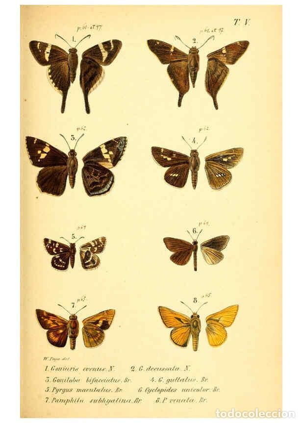 Collectionnisme de Revues et Journaux: Reproducci&oacute;n/Reproduction 6049276115: Enumeratio corporum animalium Musei imperialis Academiae scien