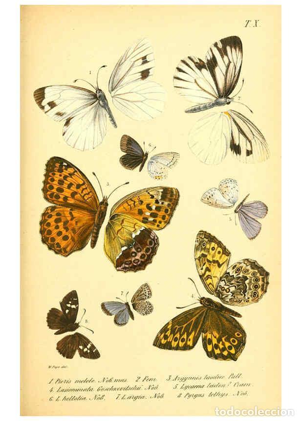 Collectionnisme de Revues et Journaux: Reproducci&oacute;n/Reproduction 6049830866: Enumeratio corporum animalium Musei imperialis Academiae scien