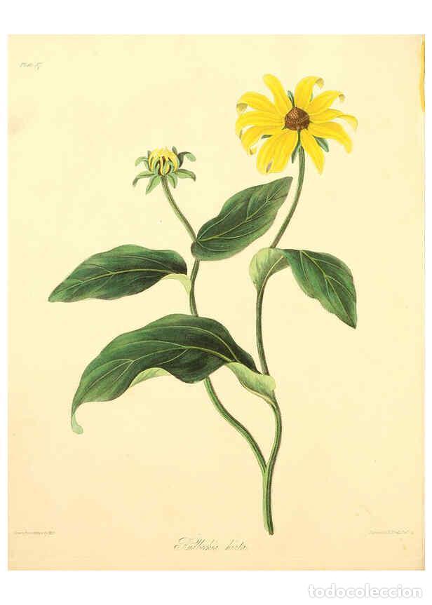 Collectionnisme de Revues et Journaux: Reproducci&oacute;n/Reproduction 6049523768: Floral illustrations of the seasons London,Robert Havell,1831