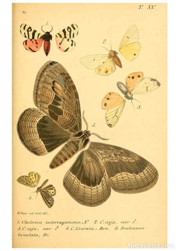 Collectionnisme de Revues et Journaux: Reproducci&oacute;n/Reproduction 6049832756: Enumeratio corporum animalium Musei imperialis Academiae scien