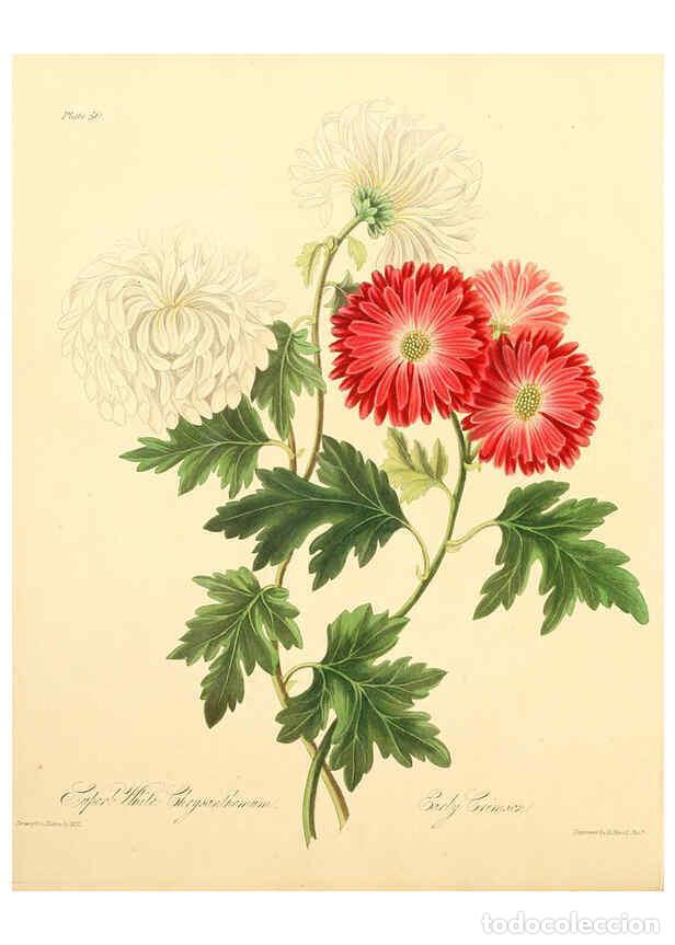Collectionnisme de Revues et Journaux: Reproducci&oacute;n/Reproduction 6048971811: Floral illustrations of the seasons London,Robert Havell,1831