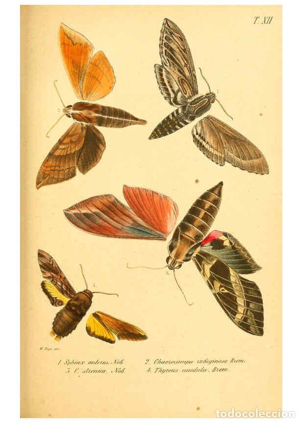 Collectionnisme de Revues et Journaux: Reproducci&oacute;n/Reproduction 6049831598: Enumeratio corporum animalium Musei imperialis Academiae scien