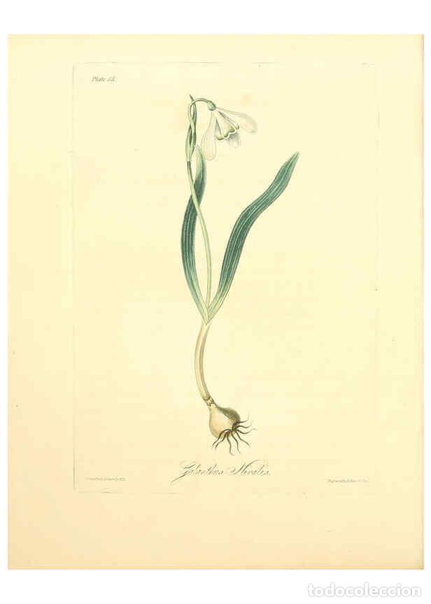 Collectionnisme de Revues et Journaux: Reproducci&oacute;n/Reproduction 6048973247: Floral illustrations of the seasons London,Robert Havell,1831