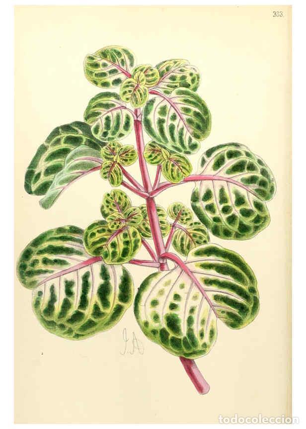 Collectionnisme de Revues et Journaux: Reproducci&oacute;n/Reproduction 6052842714: The Floral magazine. v.6 London,L. Reeve & Co - NULL