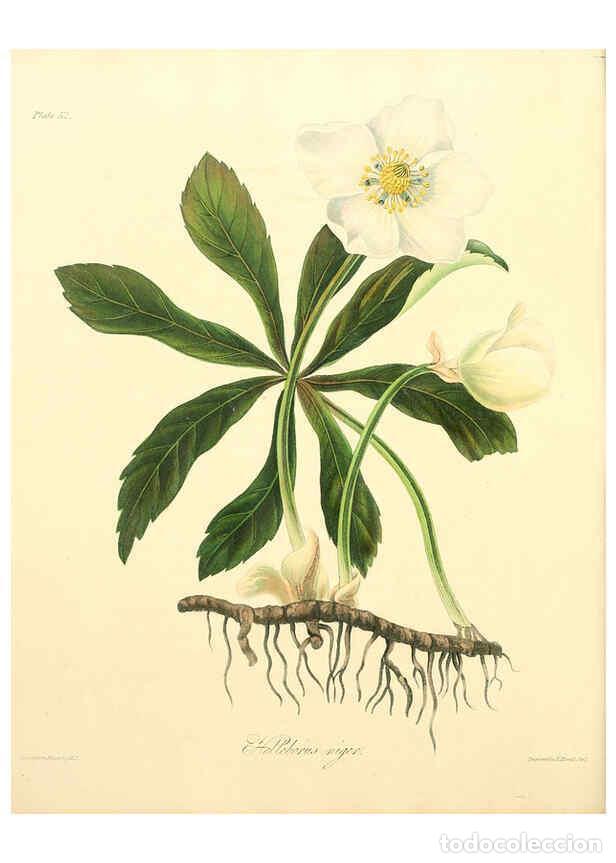 Collectionnisme de Revues et Journaux: Reproducci&oacute;n/Reproduction 6049525254: Floral illustrations of the seasons London,Robert Havell,1831