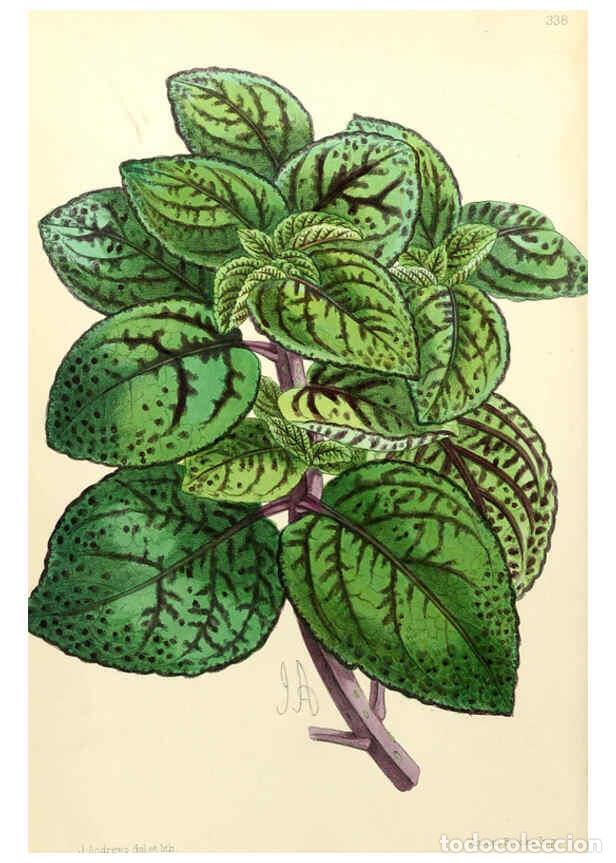 Collectionnisme de Revues et Journaux: Reproducci&oacute;n/Reproduction 6052844952: The Floral magazine. v.6 London,L. Reeve & Co - NULL