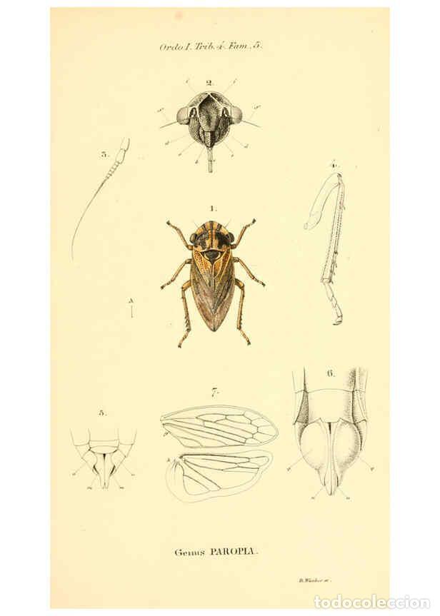 Collectionnisme de Revues et Journaux: Reproducci&oacute;n/Reproduction 6049876344: Genera qu&aelig;dam insectorum. Iconibus illustravit et descripsit H