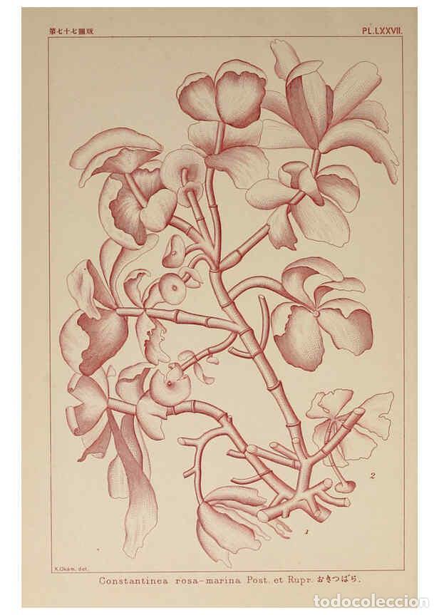 Colecionismo de Revistas e Jornais: Reproducci&oacute;n/Reproduction 6049919045: Icones of Japanese algae. v.2 Tokyo,Kazamashobo[1907-1942] - K