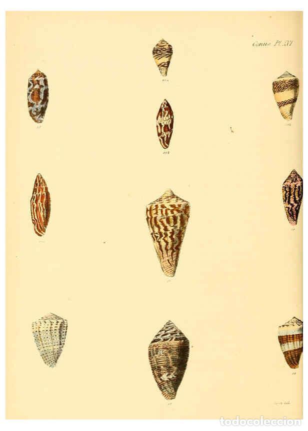 Colecionismo de Revistas e Jornais: Reproducci&oacute;n/Reproduction 6030076416: Conchologia iconica, or, Illustrations of the shells of mollus