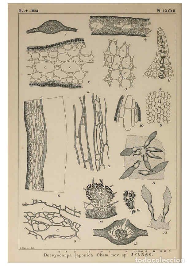 Colecionismo de Revistas e Jornais: Reproducci&oacute;n/Reproduction 6050473310: Icones of Japanese algae. v.2 Tokyo,Kazamashobo[1907-1942] - K