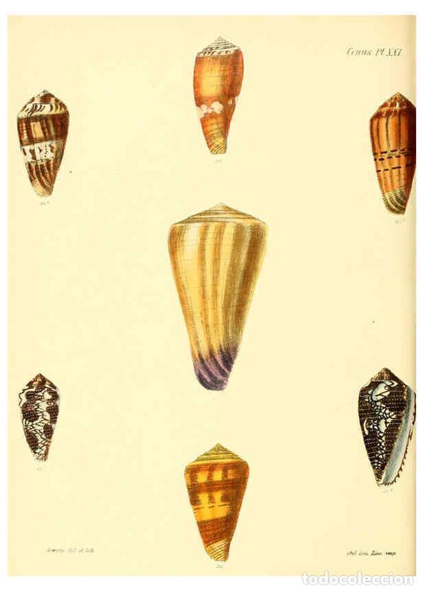 Colecionismo de Revistas e Jornais: Reproducci&oacute;n/Reproduction 6030077942: Conchologia iconica, or, Illustrations of the shells of mollus
