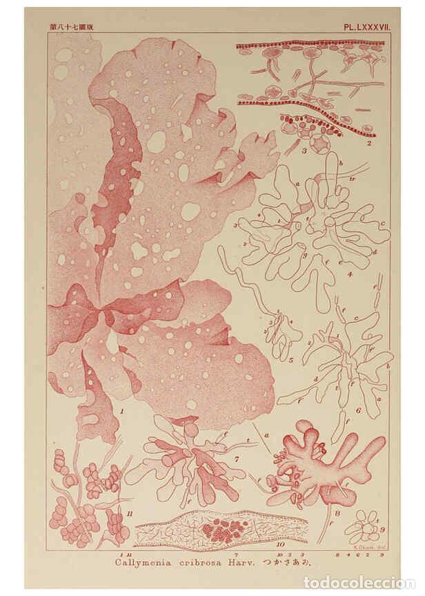 Colecionismo de Revistas e Jornais: Reproducci&oacute;n/Reproduction 6049923611: Icones of Japanese algae. v.2 Tokyo,Kazamashobo[1907-1942] - K