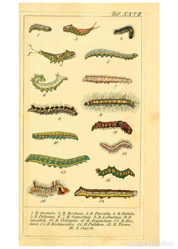 Colecionismo de Revistas e Jornais: Reproducci&oacute;n/Reproduction 6029446907: Chronologischer Raupenkalender, oder, Naturgeschichte der euro