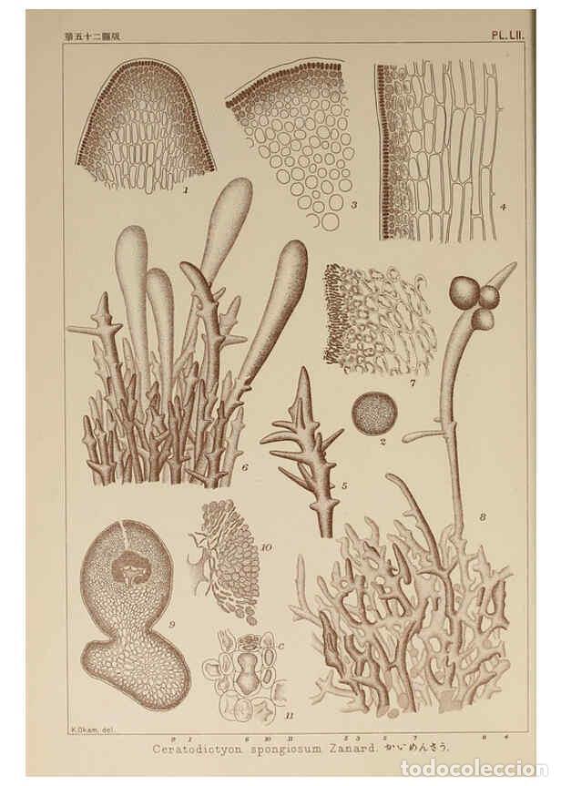 Colecionismo de Revistas e Jornais: Reproducci&oacute;n/Reproduction 6050462244: Icones of Japanese algae. v.2 Tokyo,Kazamashobo[1907-1942] - K
