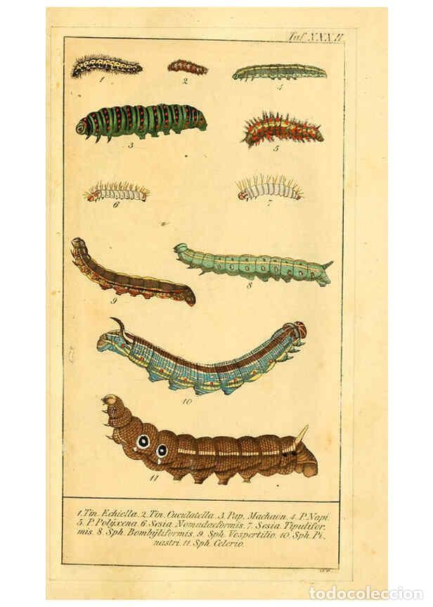 Colecionismo de Revistas e Jornais: Reproducci&oacute;n/Reproduction 6030003702: Chronologischer Raupenkalender, oder, Naturgeschichte der euro