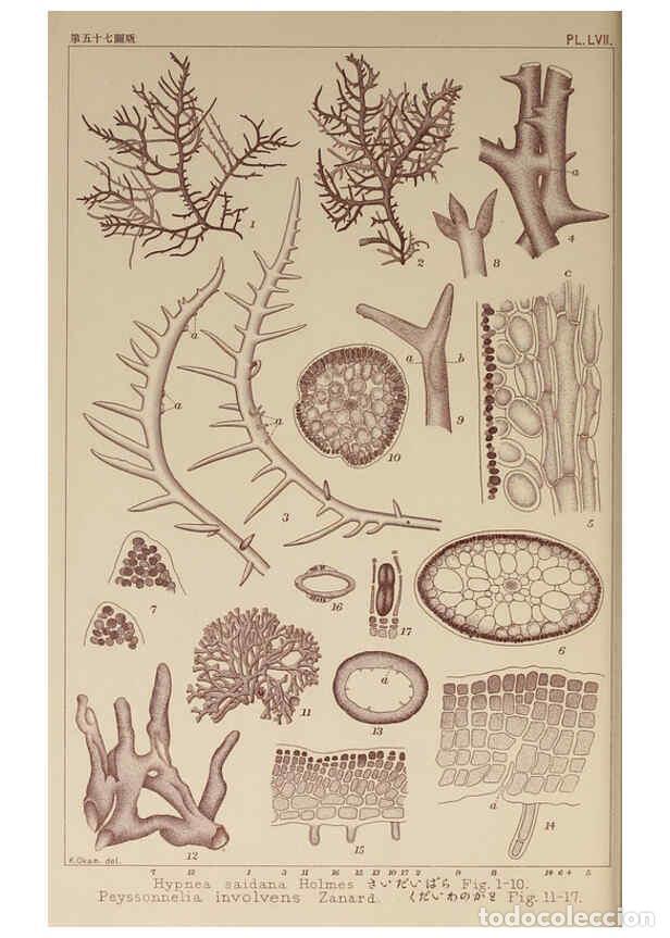 Colecionismo de Revistas e Jornais: Reproducci&oacute;n/Reproduction 6050464248: Icones of Japanese algae. v.2 Tokyo,Kazamashobo[1907-1942] - K
