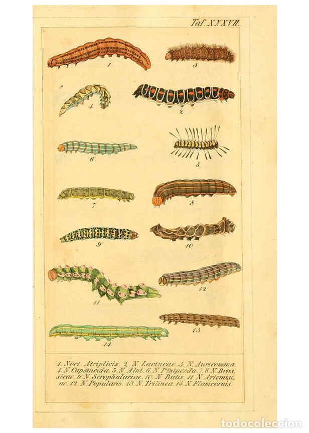 Colecionismo de Revistas e Jornais: Reproducci&oacute;n/Reproduction 6029450797: Chronologischer Raupenkalender, oder, Naturgeschichte der euro
