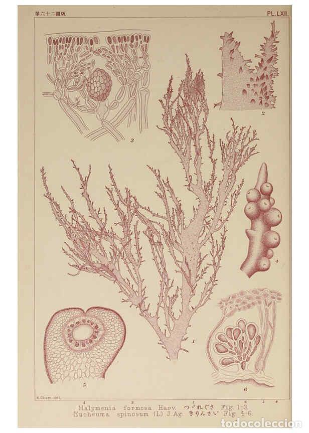 Colecionismo de Revistas e Jornais: Reproducci&oacute;n/Reproduction 6049913625: Icones of Japanese algae. v.2 Tokyo,Kazamashobo[1907-1942] - K
