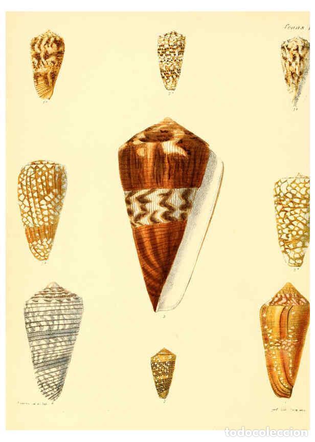 Colecionismo de Revistas e Jornais: Reproducci&oacute;n/Reproduction 6030071094: Conchologia iconica, or, Illustrations of the shells of mollus