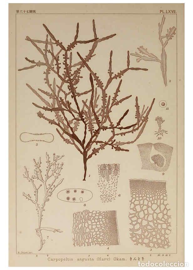 Colecionismo de Revistas e Jornais: Reproducci&oacute;n/Reproduction 6050467760: Icones of Japanese algae. v.2 Tokyo,Kazamashobo[1907-1942] - K