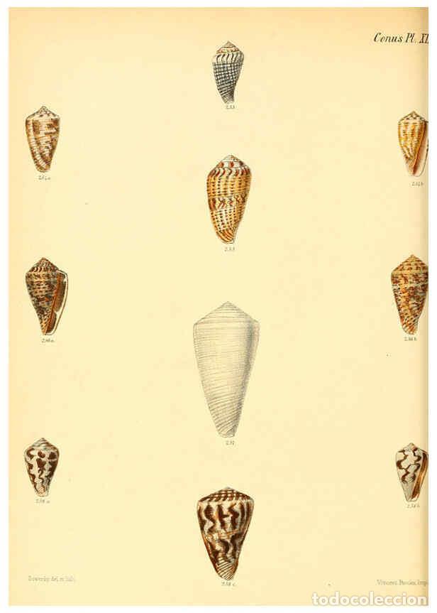 Colecionismo de Revistas e Jornais: Reproducci&oacute;n/Reproduction 6029531933: Conchologia iconica, or, Illustrations of the shells of mollus