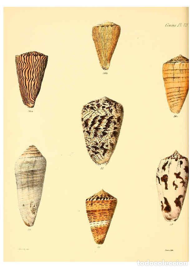 Colecionismo de Revistas e Jornais: Reproducci&oacute;n/Reproduction 6030073604: Conchologia iconica, or, Illustrations of the shells of mollus