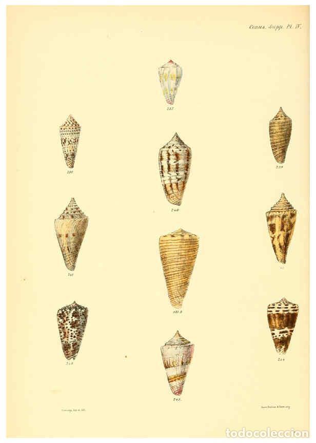 Colecionismo de Revistas e Jornais: Reproducci&oacute;n/Reproduction 6029533697: Conchologia iconica, or, Illustrations of the shells of mollus