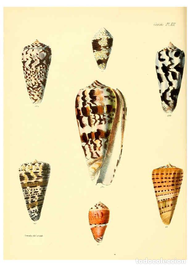 Colecionismo de Revistas e Jornais: Reproducci&oacute;n/Reproduction 6030075072: Conchologia iconica, or, Illustrations of the shells of mollus