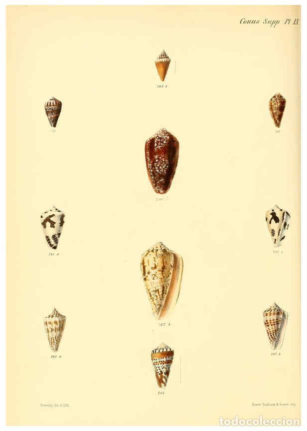 Colecionismo de Revistas e Jornais: Reproducci&oacute;n/Reproduction 6029535245: Conchologia iconica, or, Illustrations of the shells of mollus