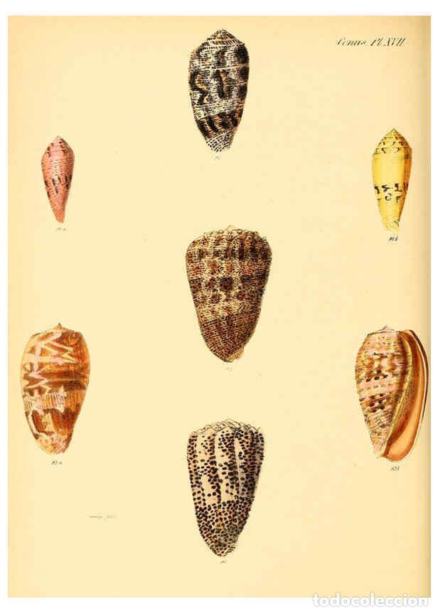 Colecionismo de Revistas e Jornais: Reproducci&oacute;n/Reproduction 6030076682: Conchologia iconica, or, Illustrations of the shells of mollus