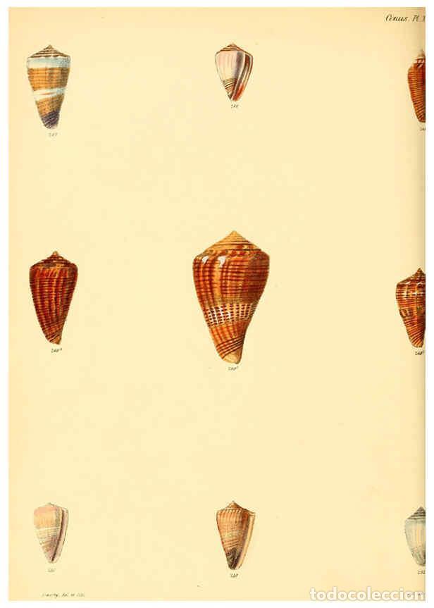 Colecionismo de Revistas e Jornais: Reproducci&oacute;n/Reproduction 6030085970: Conchologia iconica, or, Illustrations of the shells of mollus