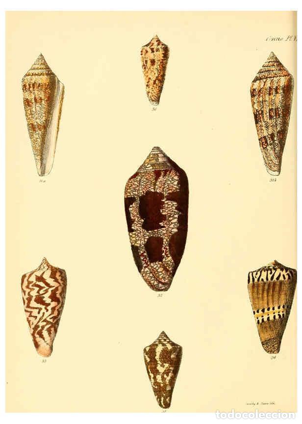 Colecionismo de Revistas e Jornais: Reproducci&oacute;n/Reproduction 6030073266: Conchologia iconica, or, Illustrations of the shells of mollus