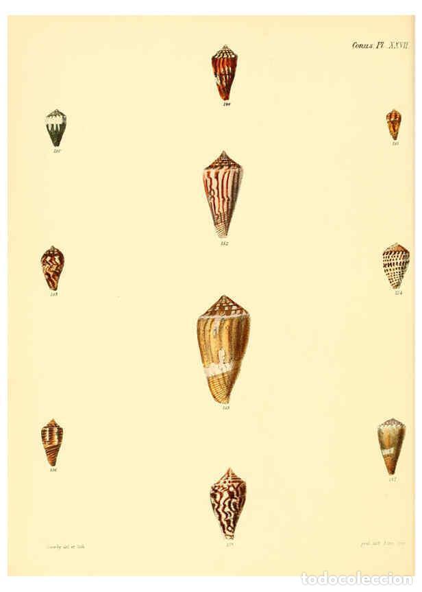 Colecionismo de Revistas e Jornais: Reproducci&oacute;n/Reproduction 6030080008: Conchologia iconica, or, Illustrations of the shells of mollus