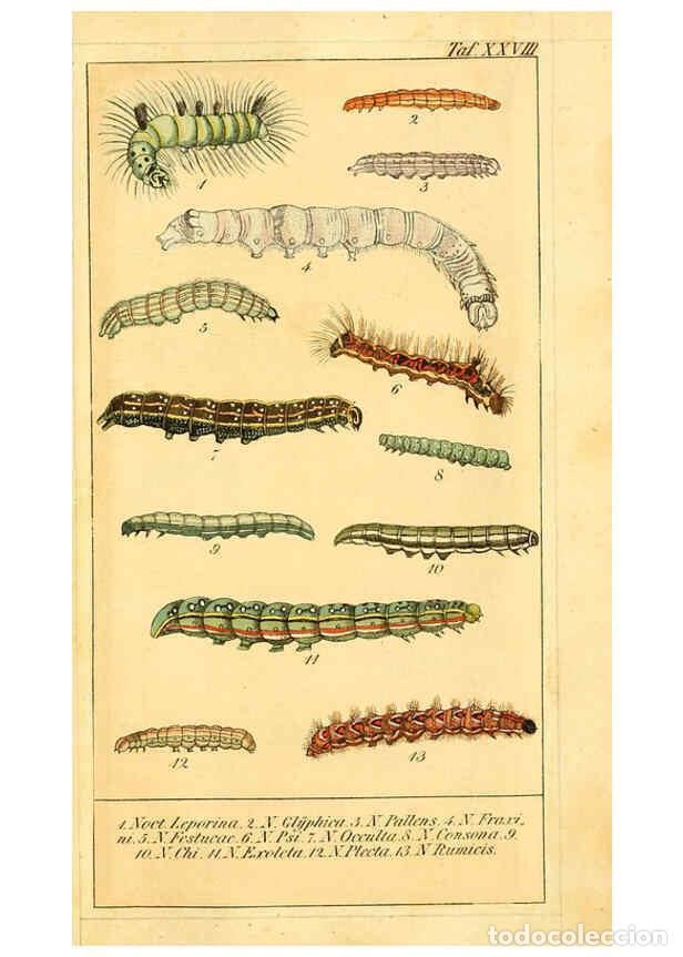 Colecionismo de Revistas e Jornais: Reproducci&oacute;n/Reproduction 6030002240: Chronologischer Raupenkalender, oder, Naturgeschichte der euro