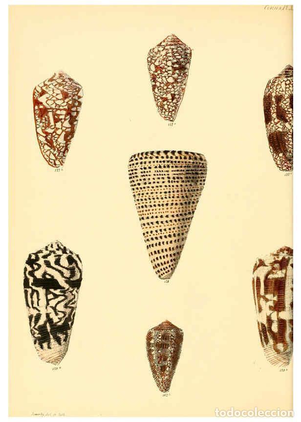 Colecionismo de Revistas e Jornais: Reproducci&oacute;n/Reproduction 6029527211: Conchologia iconica, or, Illustrations of the shells of mollus