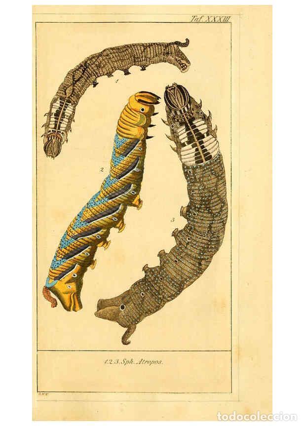 Colecionismo de Revistas e Jornais: Reproducci&oacute;n/Reproduction 6029449279: Chronologischer Raupenkalender, oder, Naturgeschichte der euro