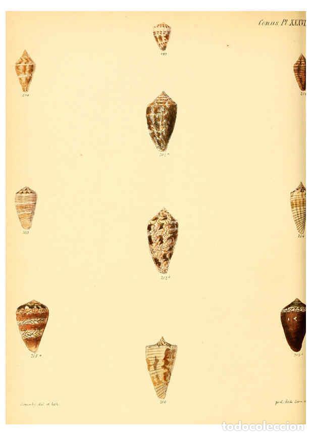 Colecionismo de Revistas e Jornais: Reproducci&oacute;n/Reproduction 6030083636: Conchologia iconica, or, Illustrations of the shells of mollus