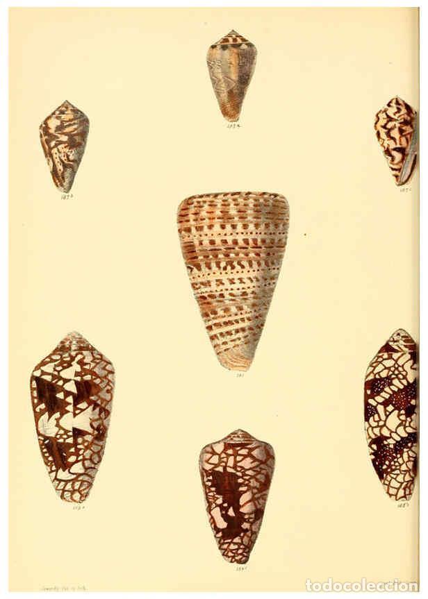 Colecionismo de Revistas e Jornais: Reproducci&oacute;n/Reproduction 6029528113: Conchologia iconica, or, Illustrations of the shells of mollus