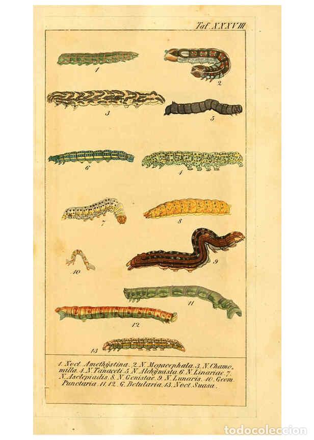 Colecionismo de Revistas e Jornais: Reproducci&oacute;n/Reproduction 6030006068: Chronologischer Raupenkalender, oder, Naturgeschichte der euro